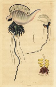 Indo-Pazifische Portugiesische Galeere, Physalia utriculus 1, Azoren-Galeere, Physalia physalis 2 und Siphonophora-Zoophyt, Physsophora disticha 3
