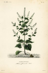 Knoblauchsrauke