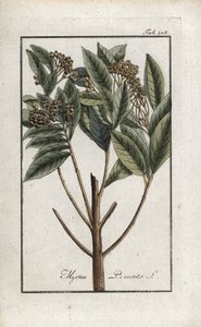 Jamaikapfeffer oder Viergewürz oder Nelkenpfeffer (Pimenta dioica). Lithographie aus „Afbeelding der Artseny-Gewassen“ von Johannes Zorn (1739-1799), Niederlande
