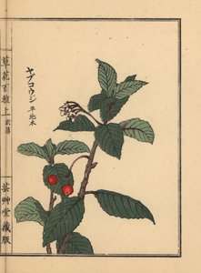 Japanische Ardisia oder Chirimen Marlberry, Ardisia japonica. Handkolorierter Holzschnitt von Kono Bairei aus Kusa Bana Hyakushu (Hundert Blumenarten)