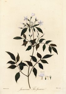 Jasmin, Jasminum officinale, 1805 (Gravur)