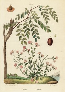 Jujube oder Chinesische Dattel, Ziziphus jujuba 1, und Virginische Stockrose, Malcolmia maritima 2