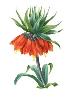 Kaiserkronen (Fritillaria imperialis)