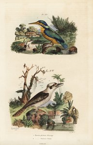 Eisvogel und Lachender Hans
