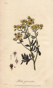 La rue des jardin oder rue fetide (Ruta graveolens) - Illustration aus „Botanique medicale, description des plantes medicinales de London, Edinburgh et Dublin“ von John Stephenson und James Morss Churchill