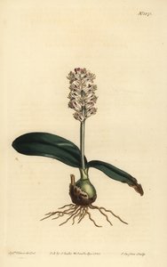 Lachenalia pallida von Unbekannt