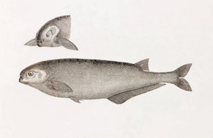 Le Mormyre de Behbeyt von Unbekannt