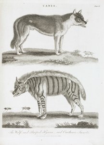 Der Wolf und die gestreifte Hyäne und Insekten Cantharis von Unbekannt