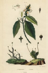 Blättrige Lebermoose, Jungermannia epiphylla 1 und Jungermannia asplenoides 2, und Malabar-Nuss oder Adulsa, Justicia adhatoda 3