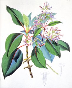 Blätter und Blumen des Chinarindenbaums, um 1850 von Unbekannter Künstler
