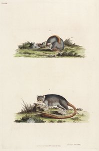 Lemuren