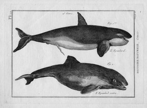Der Schwertwal und der dicke Schwertwal (Orca) in "Tableau Encyclopedique et Methodique des trois Regnes de la Nature" von Pierre Joseph Bonnaterre (1762-1804), Paris 1784.