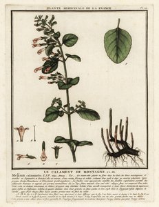 Kleine Bergminze, Clinopodium nepeta von Unbekannter Künstler