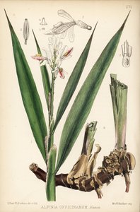 Kleine Galgantwurzel, Alpinia officinarum. Handkolorierte Lithographie von Hanhart nach einer botanischen Illustration von David Blair aus Robert Bentley und Henry Trimens Heilpflanzen, London
