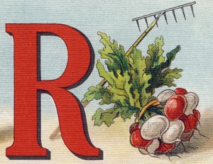 Buchstabe R: Rechen, Rettich. Gravur in "Alphabet de ma petite fille". Bernardin-Bechet und Fils, Buchhändler-Verleger, Paris, um 1895. Unzerbrechliches Album auf Leinwand. Bibliotheque des Bebes. von Unbekannt