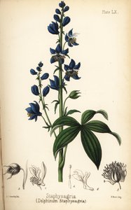 Lie-Bane oder Stavesacre, Delphinium staphisagria (Delphinium staphysagria). Handkolorierte Lithographie von Charlotte Caroline Sowerby aus Edward Hamiltons Flora Homeopathica, Bailliere, London