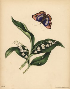 Maiglöckchen, Convallaria majalis, Reinheit und Rückkehr des Glücks; Der Purpurkaiser-Schmetterling, Apatura iris, Unsterblichkeit der Seele von Unbekannt