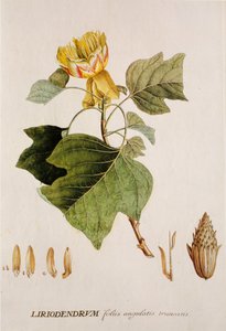 Liriodendron tulipifera/Tulpenbaum