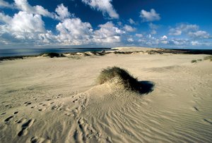 Bewegende Sanddünen, Prussische Sahara, Kurische Nehrung, Nida, Klaipeda, Litauen von William M. Timlin