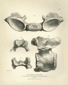 Lendenwirbel von Macrauchenia, einem prähistorischen Tier, gefunden von Charles Darwin während seiner Forschungsreise an Bord der Beagle. The Zoology of the voyage of H.M.S. Beagle under the command of Captain Fitzroy during the years 1832 to 1836 von Unbekannter Künstler