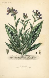 Lungenkraut, Pulmonaria officinalis