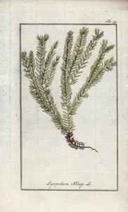 Keulen-Bärlapp oder Arznei-Bärlapp (Lycopodium clavatum). Lithographie aus „Afbeelding der Artseny-Gewassen“ von Johannes Zorn (1739-1799), Niederlande