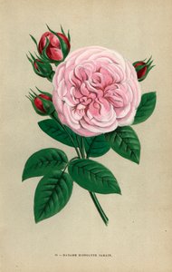 Madame Hippolyte Jamain Rose, Hybride gezüchtet von Monsieur Garcon aus Rouen 1871 (Chromolithographie von F. Grobon, aus Les Roses) von Unbekannter Künstler