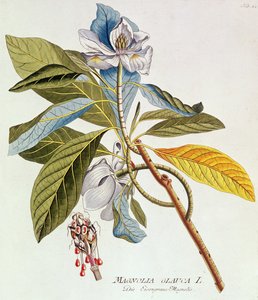 Magnolia Glauca, aus `Icones Plantarium Medicinalium Secundem Sustema Lunnaei Digestarum`, von Joseph Jakob Plenk, Wien, 1788-1812 von Unbekannt
