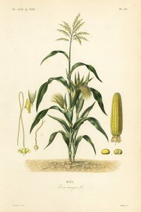 Mais, Zea mays von Unbekannt