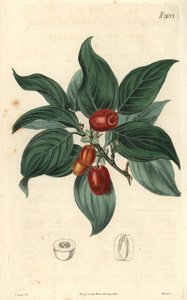 Männlicher Hartriegel, Zweig mit Früchten. Illustration von C. Curtis, Gravur von Weddell. Radierung im Curtis Botanical Magazine, von Samuel Curtis von Unbekannter Künstler