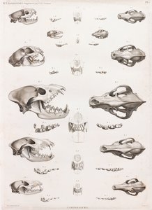 Säugetiere: Raubtierskelette