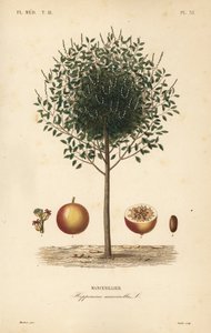 Manchineelbaum, Hippomane mancinella, Mancenillier