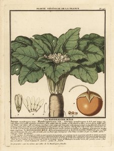 Alraune, Mandragora officinarum