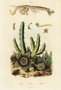 Fangschreckenkrebs, Sternblume und Käfer (Gravur)