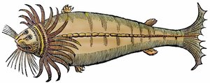 Meereskreatur, Xylographie aus "Paralipomena accuratissima historiae omnium animalium quae in voluminibus Aldrovandi desiderantur"