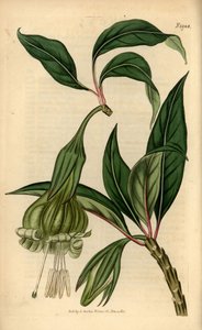 Markea viridiflora (Solandra viridiflora). Handkolorierter Kupferstich aus Samuel Curtis