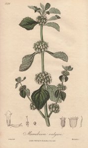 Marrubium vulgare (Marrubium vulgare) - Illustration aus „Medical Botanical, Description of the Medicinal Plants of London, Edinburgh and Dublin“ von John Stephenson und James Morss Churchill