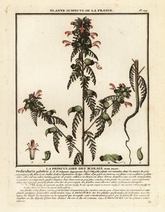 Sumpf-Läusekraut, Pedicularis palustris von Unbekannter Künstler