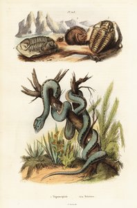 Martinikanische Grubenotter und ausgestorbene Trilobiten von Unbekannter Künstler