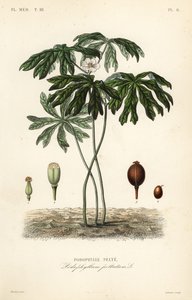 Maiapfel, Podophyllum peltatum