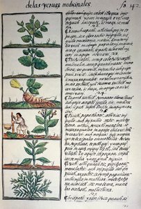 Heilpflanzen, Text in Nahuatl