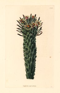Medusenhaupt, Euphorbia caput-medusae. Handkolorierter Kupferstich von George Cooke aus Conrad Loddiges