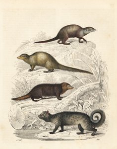 Erdmännchen, Suricata suricatta 1, Indischer Grauer Mungo, Herpestes edwardsii 2, Gemeiner Kusimanse, Crossarchus obscurus 3, und Asiatische Palmzibetkatze, Paradoxurus hermaphroditus 4. Handkolorierte Lithographie aus Carl Hoffmann