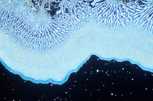 Mikrographien (Licht) Kolloidales Siliziumdioxid, Lichtmikrographie von Unbekannt
