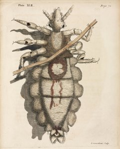 Mikroskopie von Unbekannt