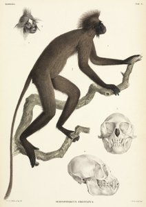 Affe und Schädeldetails, Sumatra, Indonesien von Unbekannt