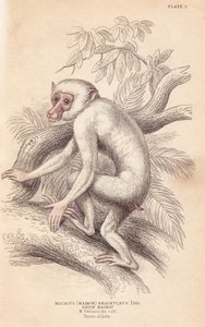 Moor-Makak, Macaca maura (Macacus maimon brachyurus). Weißer Maimon, vermutlich ein Albino-Jungtier. Handkolorierter Stahlstich von Lizars nach einer Illustration von Charles Hamilton Smith aus William Jardines Naturalist