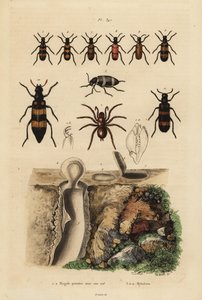 Mygalomorphe Falltürspinne und ihr Nest, und Käfer, Mylabris-Arten