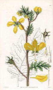 Nasa urens (Hispid Loasa, Loasa hispida). Handkolorierter Kupferstich von Swan nach einer Illustration von William Jackson Hooker aus Samuel Curtis