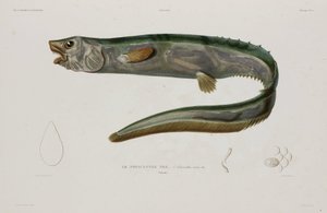 Natacanthus nasus, Island, frühes 19. Jahrhundert von Unbekannter Künstler